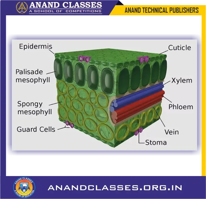 Site of Photosynthesis: Chloroplasts(Structure and Function of Chloroplasts) for Class 10 Science Biology and NEET Foundation 3 Site of Photosynthesis: Chloroplasts
