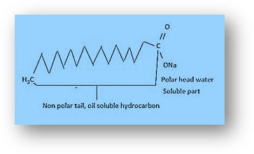 Mechanism of Cleansing action of Soap 

A soap molecule is made up of two parts: a long hydrocarbon tail that is soluble in oil and another component that is soluble in water.