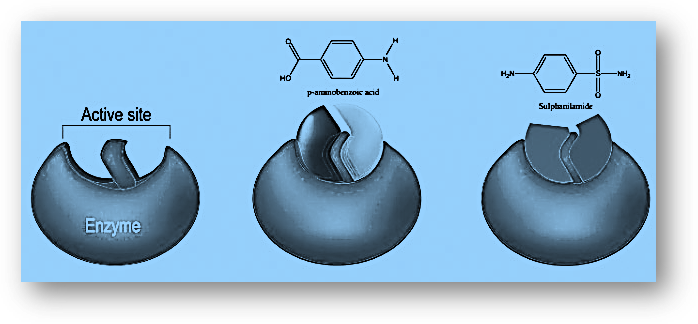 Enzyme as a drug target. Drugs-Target Interaction Prediction-Chemistry in Everyday Life Class 12 Notes