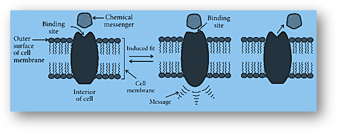 Receptors act as drug targets