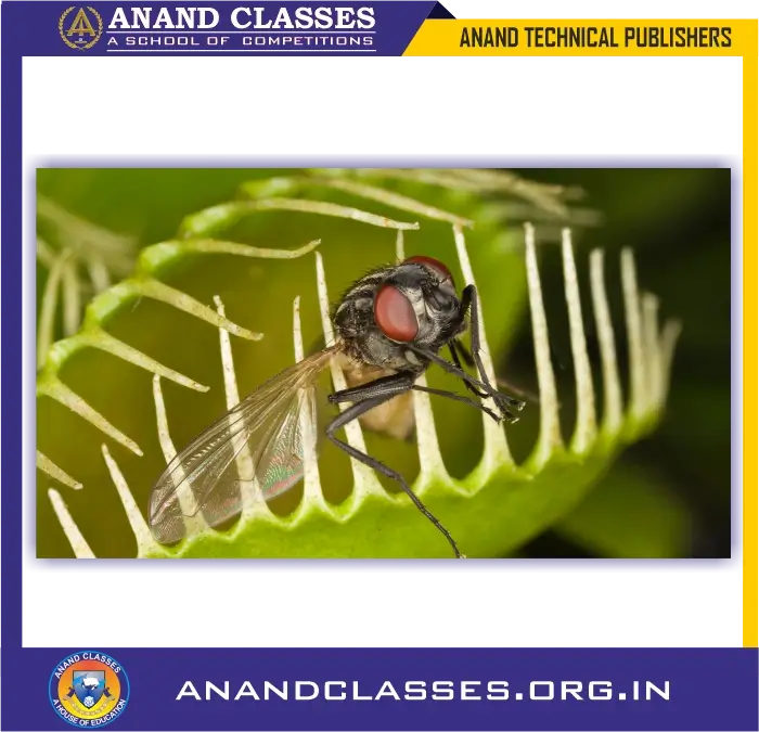 A fly sitting on the leaf of venus fly-trap plant. The trap closes and captures the fly for nutrition.