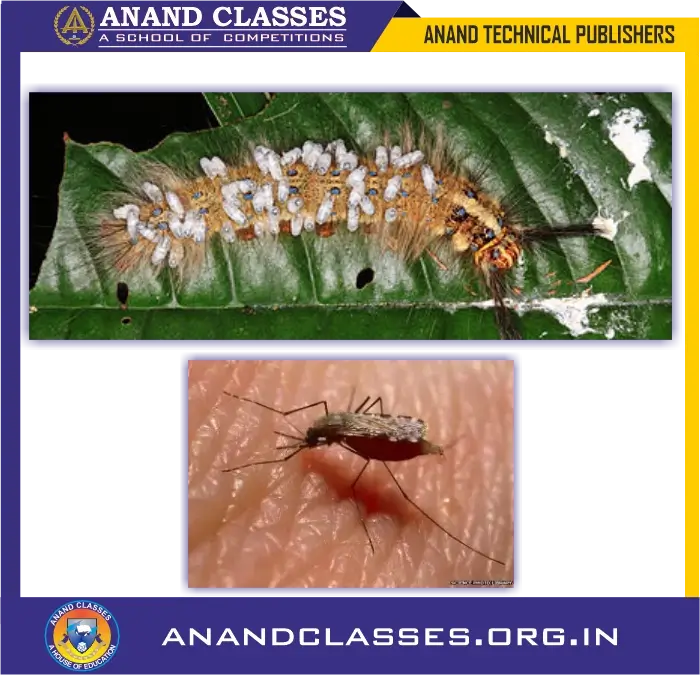 Types of Heterotrophic Nutrition-Parasitic Nutrition