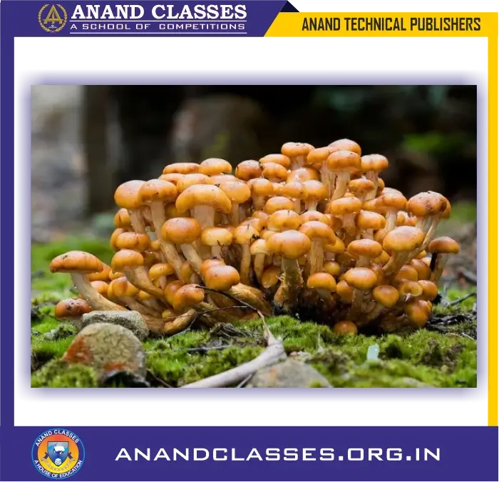 Saprotrophic Nutrition (or Saprophytic Nutrition