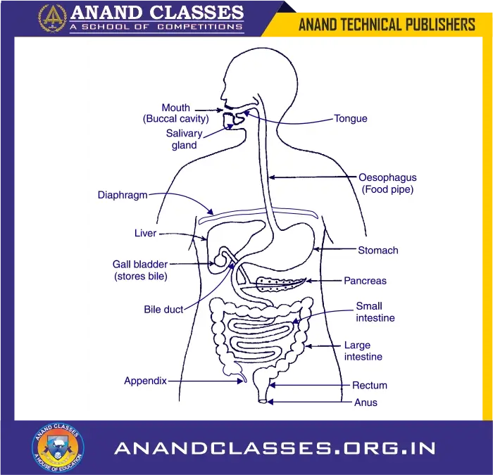 The human digestive system