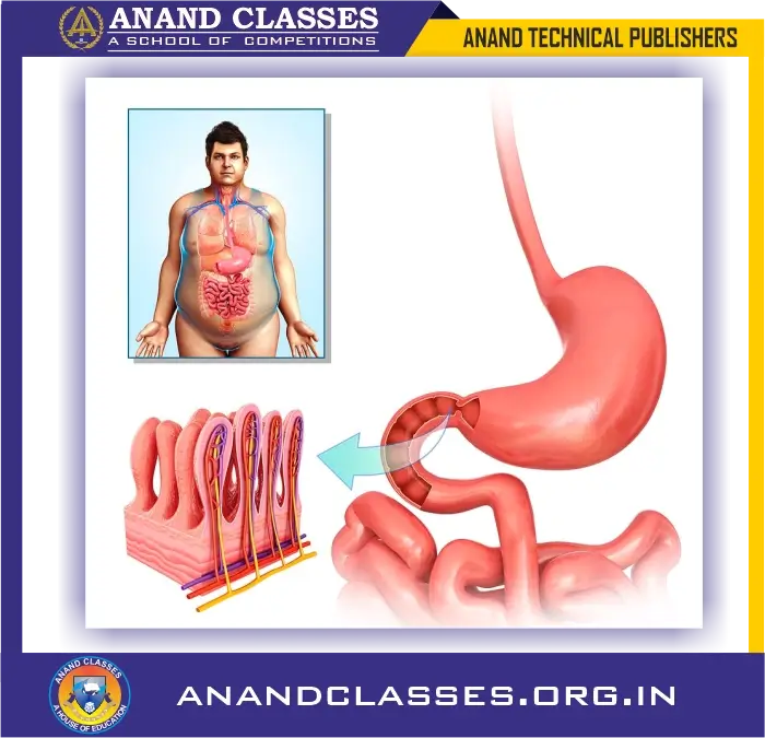 Villi are present on the inner
surface of small intestine. They help in absorbing digested food into the blood of a person.