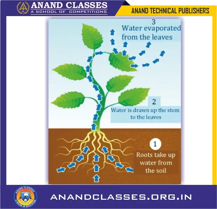 Water required for photosynthesis
is absorbed by the roots of the plants from the
soil.