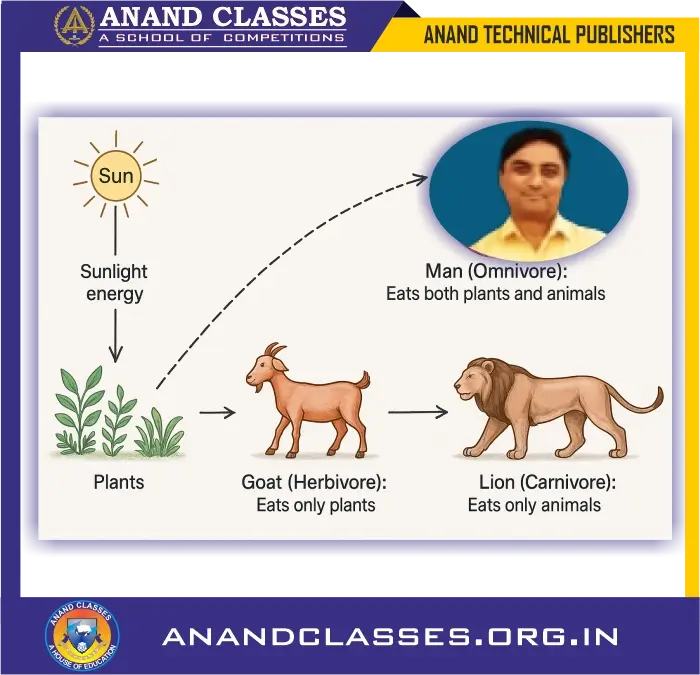 Diagram to show how all living things (plants and animals) depend on sun for their food.