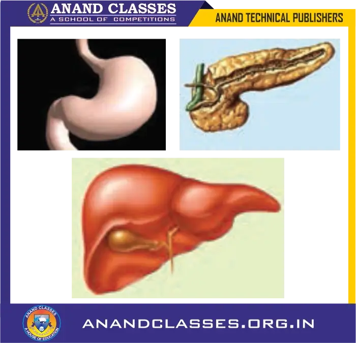 Fig.1 The glands in the walls of the stomach secrete gastric juice containing hydrochloric acid, enzyme pepsin and mucus.
Fig.2  Pancreas secretes pancreatic juice into the small intestine which contains three digestive enzymes : pancreatic
amylase, trypsin and lipase.
Fih.3 Liver secretes bile into the small intestine. We can also see the gall bladder in this picture which stores bile.  