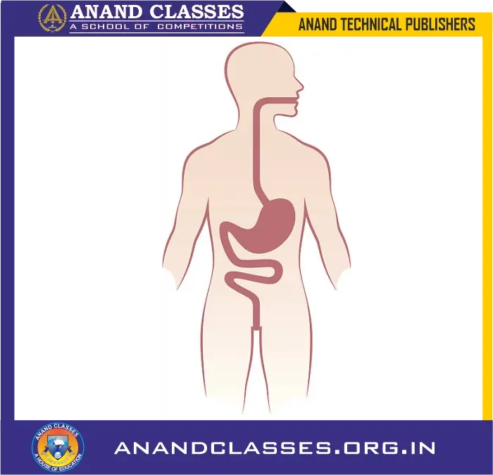 The inner side of food pipe (or oesophagus)