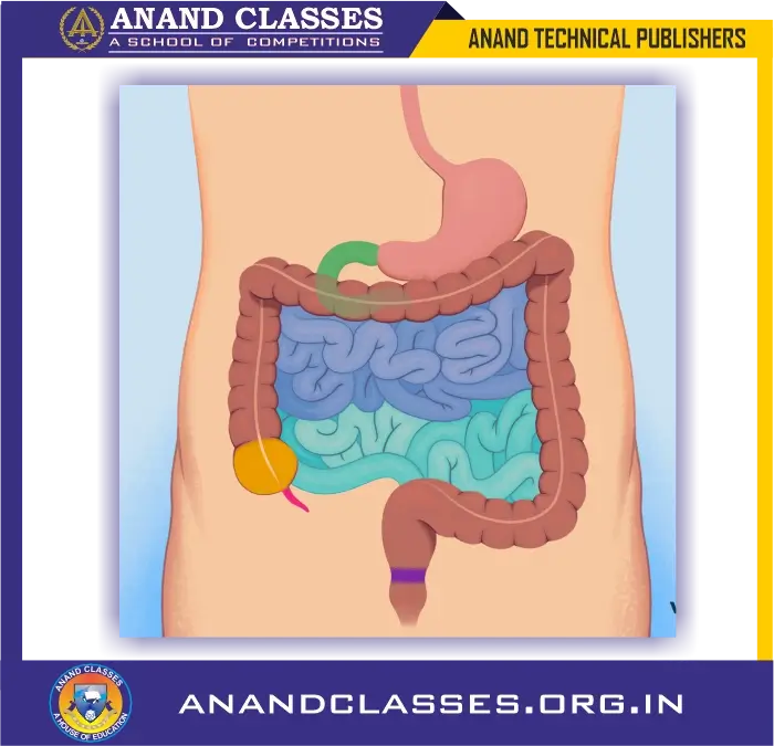 The narrow tube in this picture is the small intestine whereas the wider tube is the large intestine