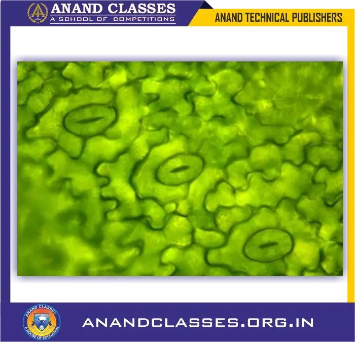 Carbon dioxide enters the leaves through tiny pores in them called stomata.