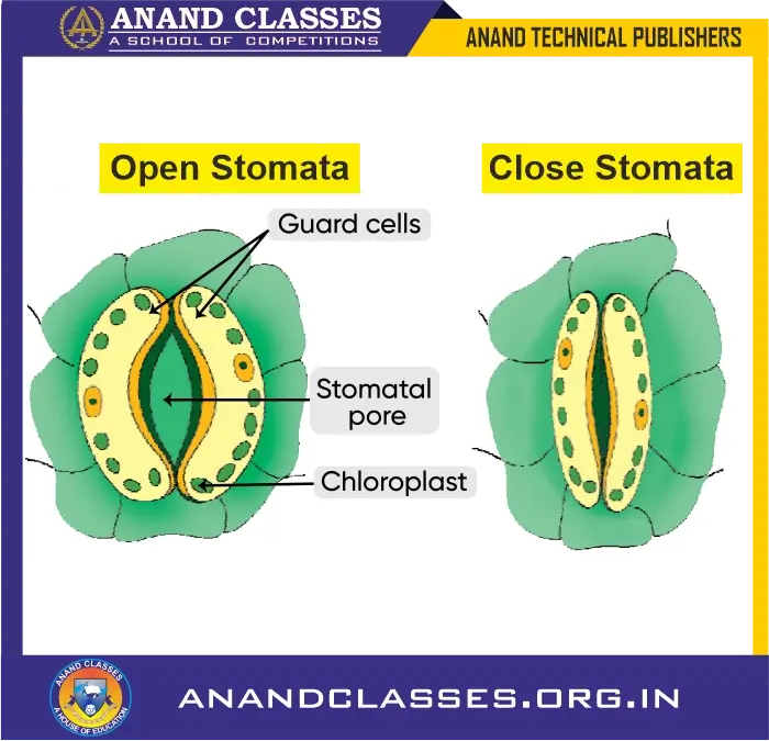 The plants take carbon dioxide required for photosynthesis from air through the stomata
(tiny pores) present on the surface of a leaf.