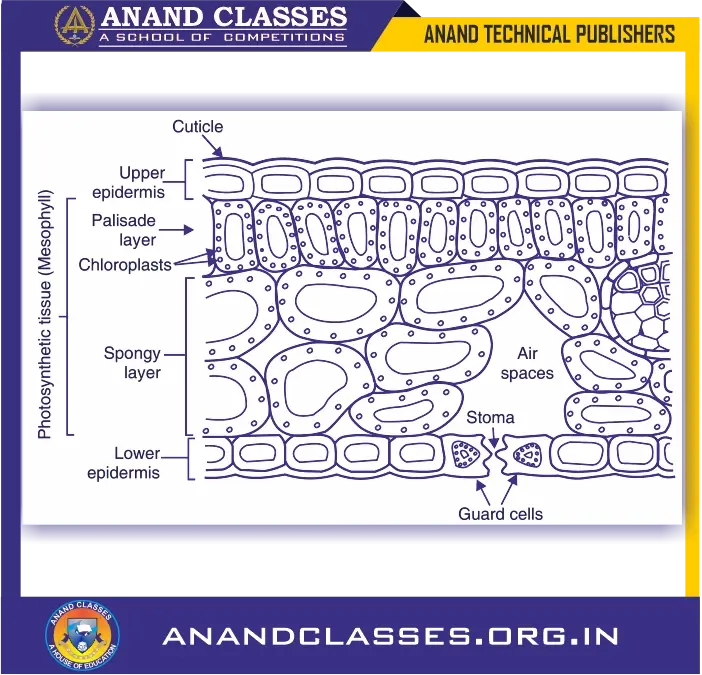 The structure of a leaf to show chloroplasts in it