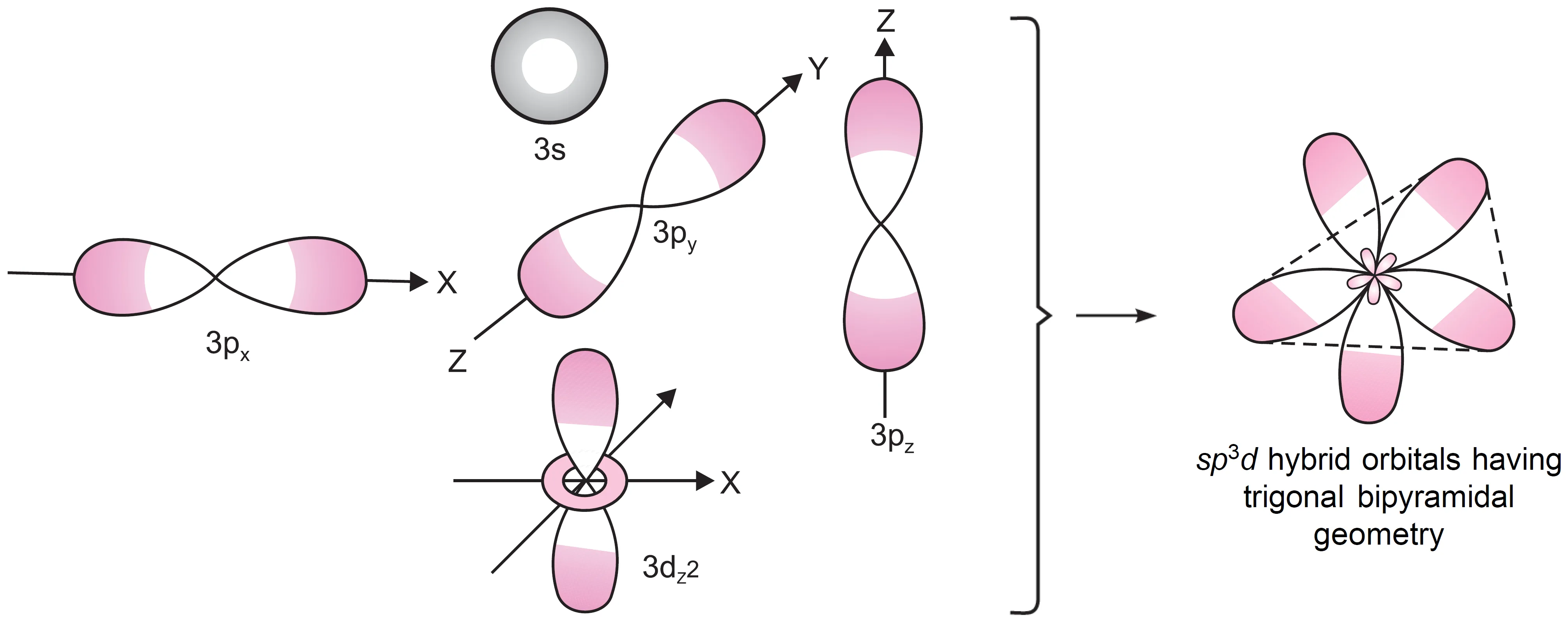 Formation of five sp3d hybrid orbitals which adopt trigonal bipyramidal geometry