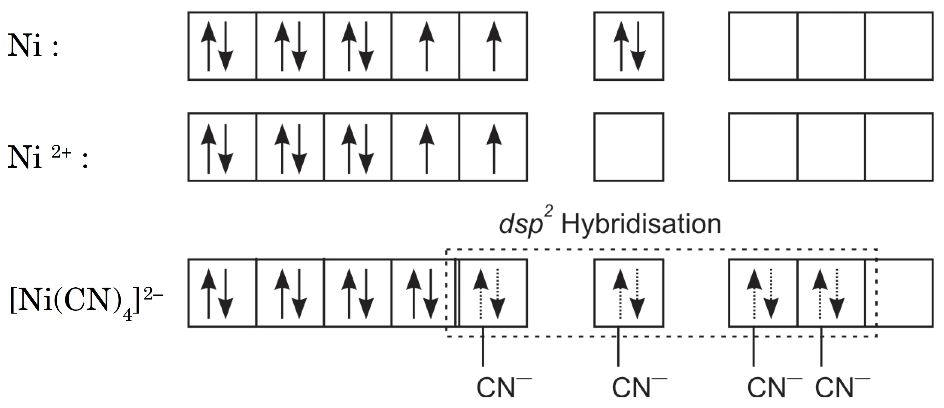 Formation of [Ni(CN)4]2– involving dsp2 hybridisation of nickel. The dotted electrons are supplied by CN– ions